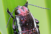 Jewel Beetle (Iridotaenia sp) (Iridotaenia sp)